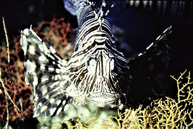 International Waters: Spanish Invasive Alien Species Update